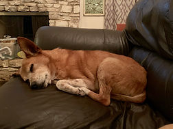Tippy 2.3.jpeg
