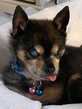 Sanctuary shot Lester.jpg