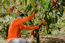 Pod Harvesting1.jpg