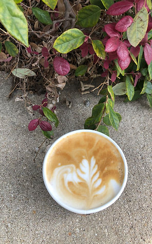 Latte plant.jpg