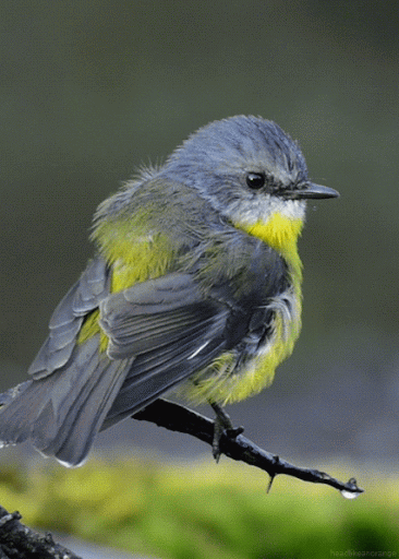 34a6d07a9c34ca68ac57a47558c9595d.gif