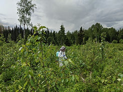 glyphosate trial ALRFb plots.jpg