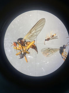 A bug as seen under the microscope.