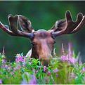 Moose and Fireweed, photo by Shane Lamb