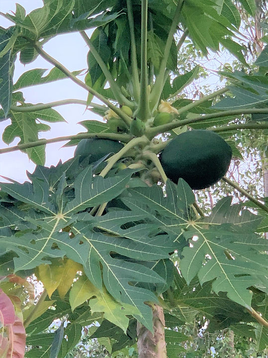 IMG_0478.jpeg