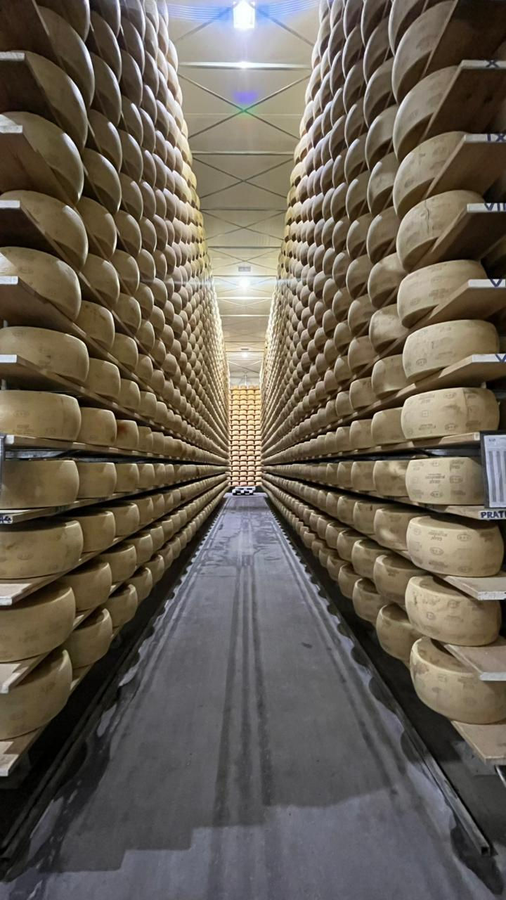 queijo parmesao maturando