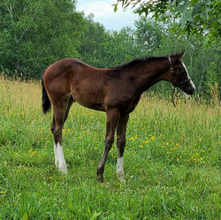 2022 The Wow Factor Filly