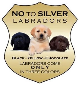 Three colors of the Labrador Retriever