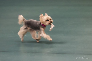 yorkie carrying glove