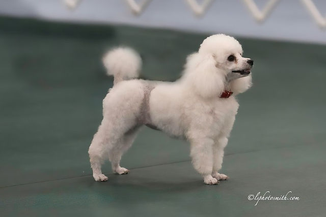poodle staindng