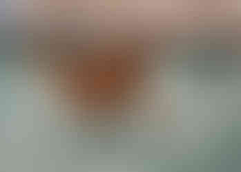 Irish setter running