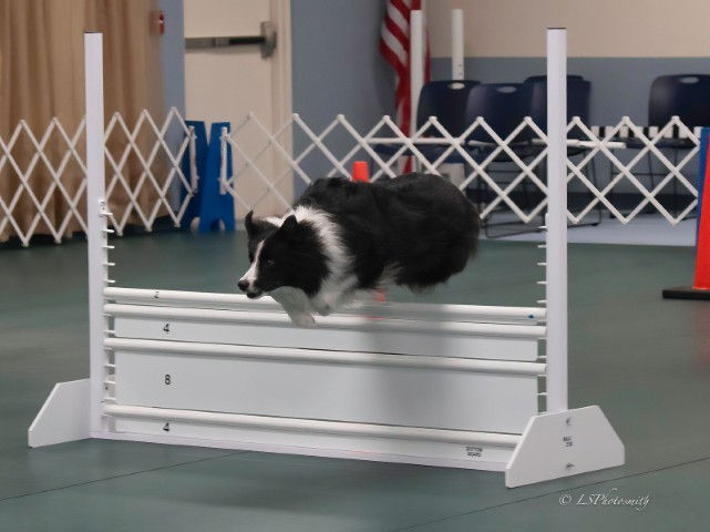 dog jumping over jump