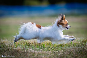 dog running