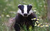 Badger Developers & Systems Engineers