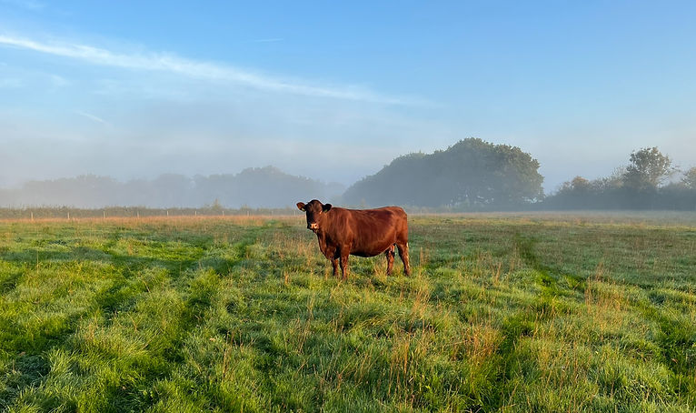 Orchard Park Meats Sussex Cow_edited.jpg
