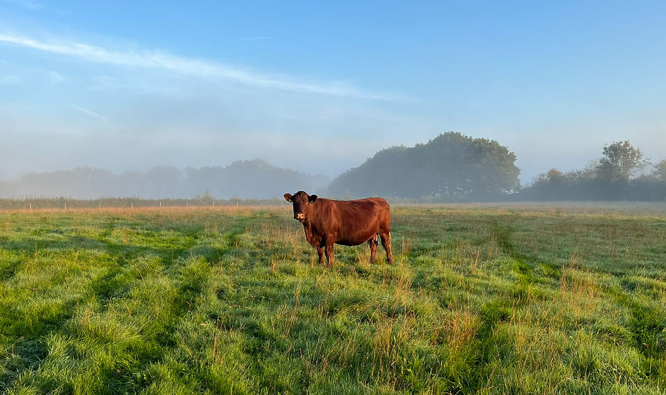 Orchard Park Meats Sussex Cow_edited.jpg