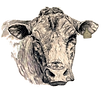 cow logo 2.png