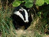 Badger Developers & Systems Engineers
