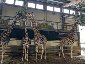 Giraffe eating browse in a zoo