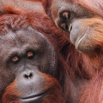 Can zoos improve breeding success by allowing animals to choose their partner?