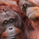 Can zoos improve breeding success by allowing animals to choose their partner?