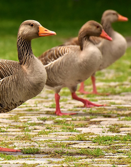 geese-3487734_1920.jpg