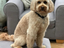 Max the dog after his grooming appointment