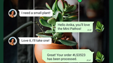 A WhatsApp chat ordering from a plant business