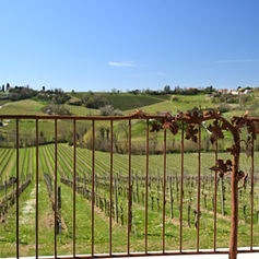 Conegliano Valdobbiadene: il cuore del Prosecco Superiore DOCG