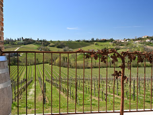 Conegliano Valdobbiadene: il cuore del Prosecco Superiore DOCG