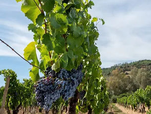 Cannonau: il vino che racconta la Sardegna