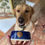 Thumbnail: Dog bowl pottery piece 