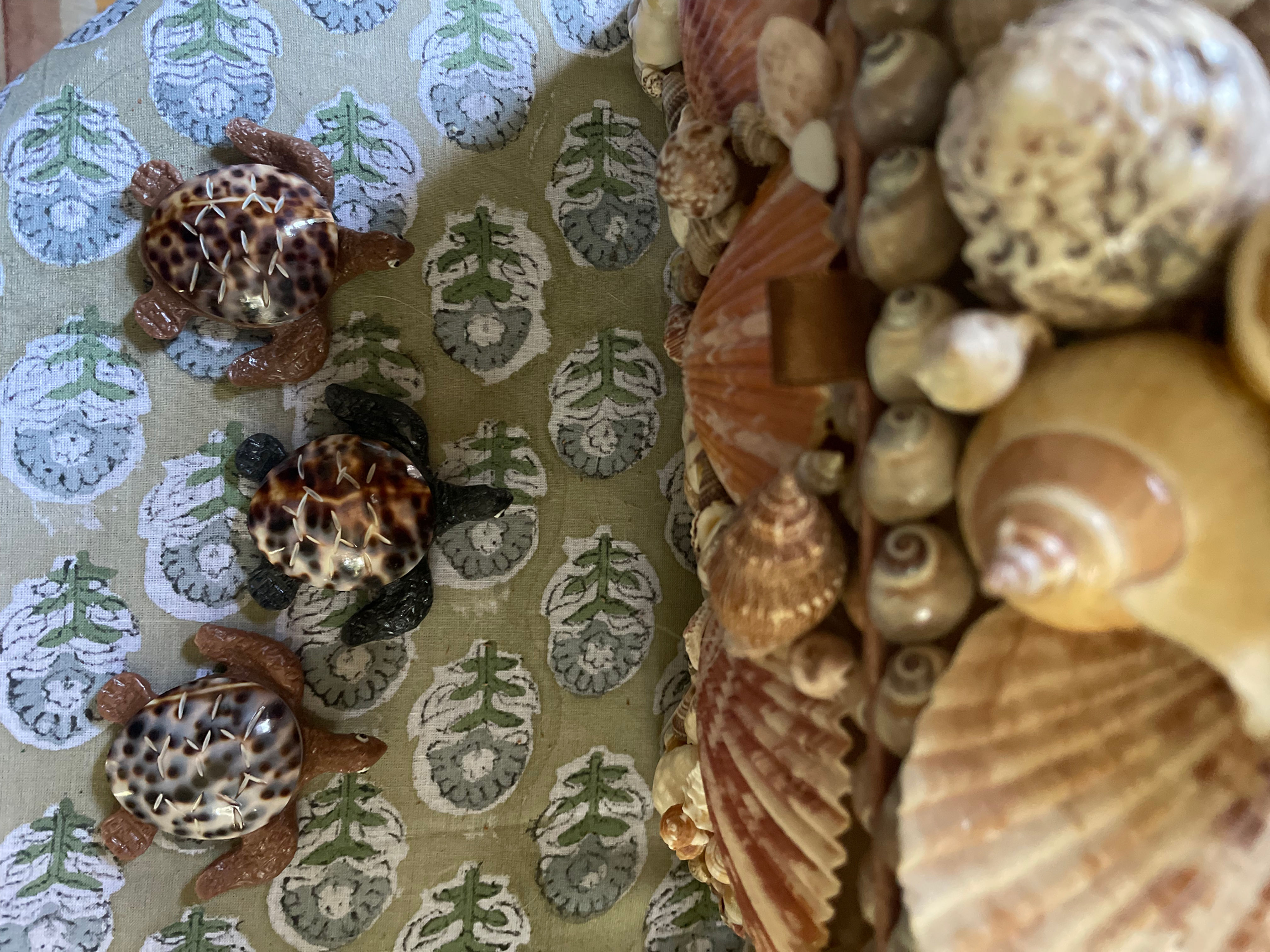 Seashell Turtle Magnets 