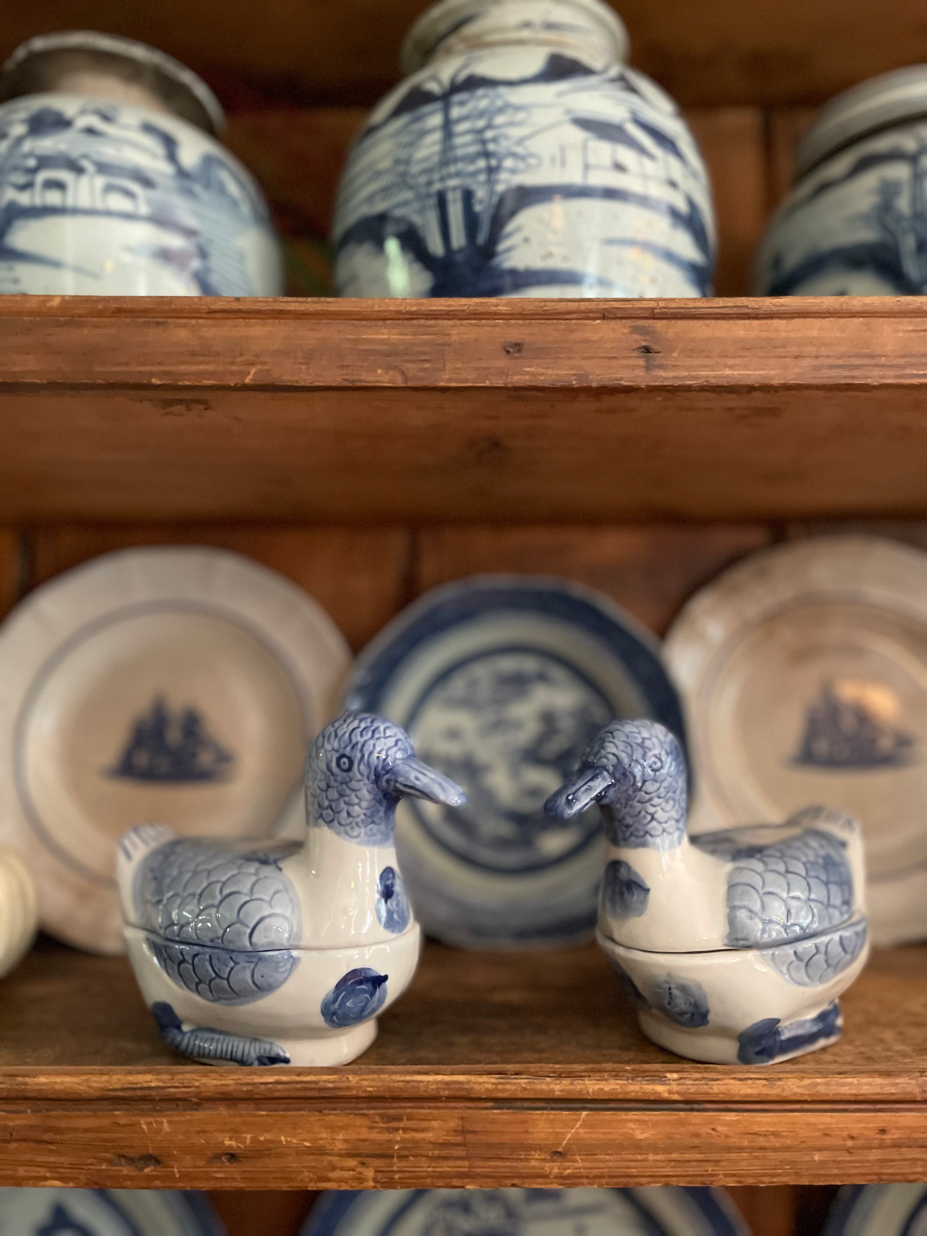 Blue and white duck pair 