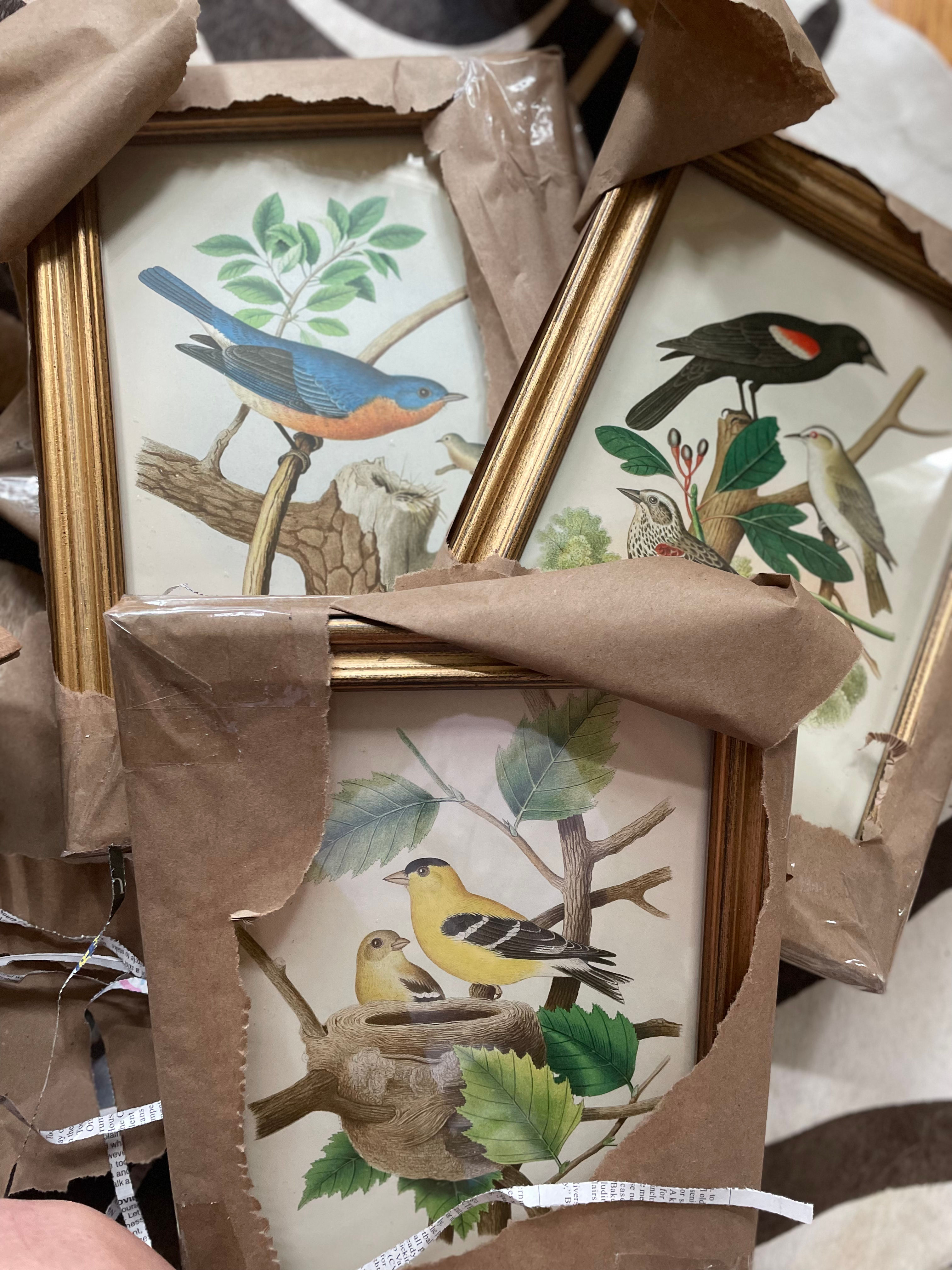 Framed Bird Prints 
