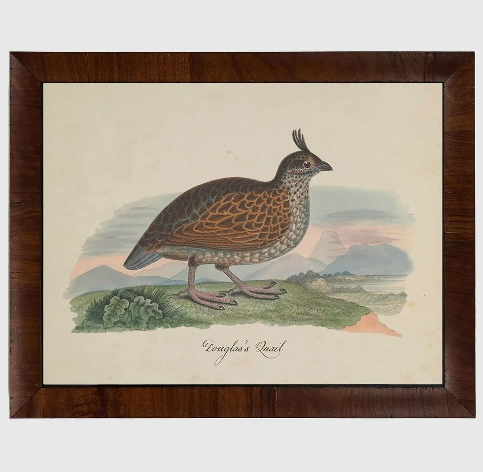 Thumbnail: Framed Quail Print Pair 