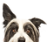 Peeping Dog