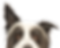 Closeup of Dog's Face