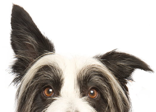 Woof!