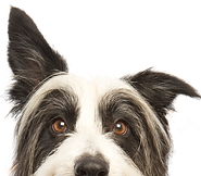 犬をのぞき