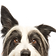 CEO Contentfuly