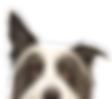 Medical Alert Service Dogs - Compass Key