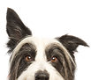 犬をのぞき