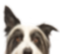 犬をのぞき