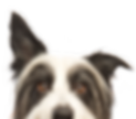 Peeping Dog