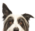 犬をのぞき