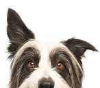 Dog Dog Sitter Pet Sitter