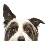 犬をのぞき