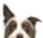 chien