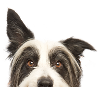 犬をのぞき